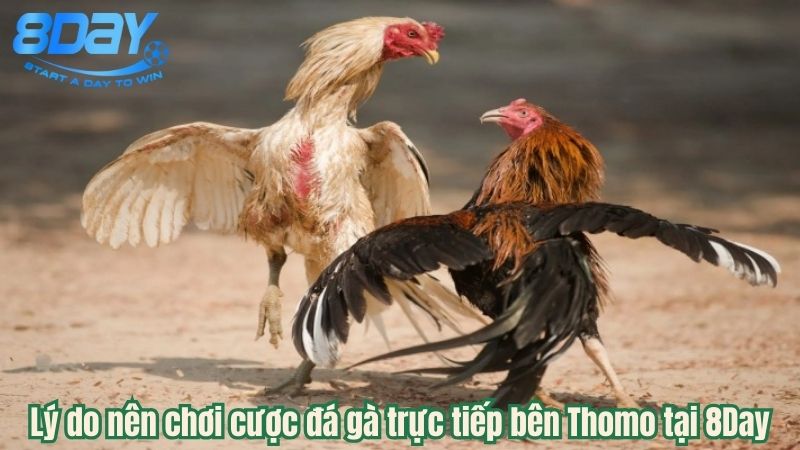 da-ga-truc-tiep-ben-thomo-3