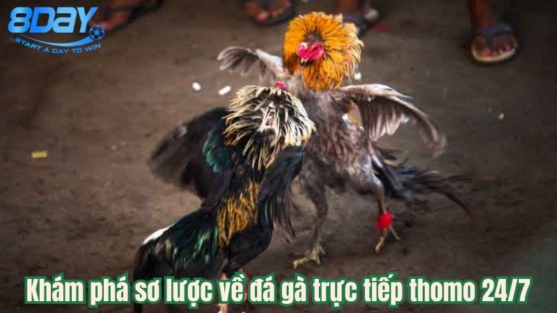 da-ga-truc-tiep-thomo-247-1