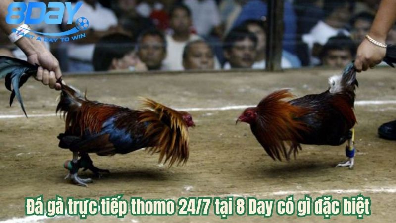 da-ga-truc-tiep-thomo-247-2