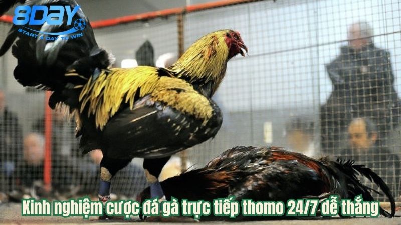 da-ga-truc-tiep-thomo-247-3