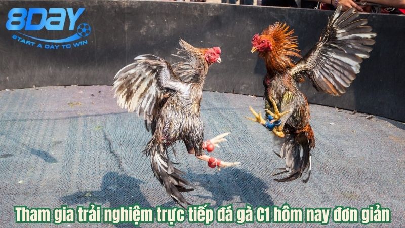truc-tiep-da-ga-c1-hom-nay-2