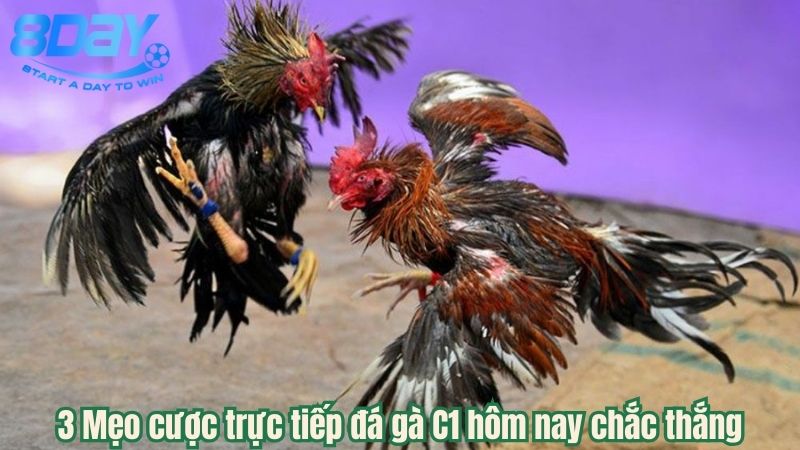 truc-tiep-da-ga-c1-hom-nay-3